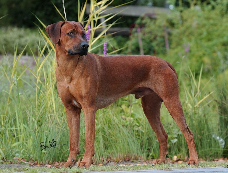 Kisangani Dark Red Regent "Yambo"