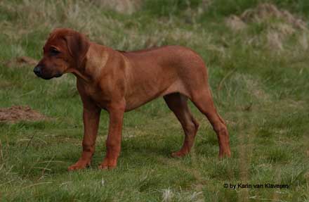 Kisangani Dark Red Regent