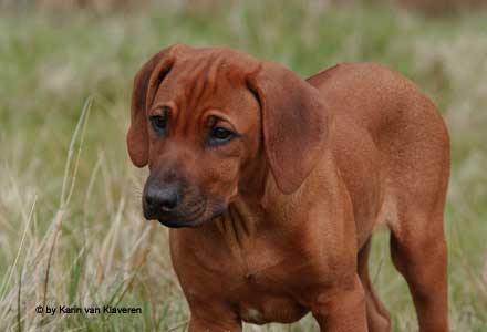 Kisangani Dark Red Regent